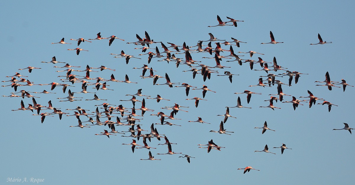 Flamant rose - ML645804260