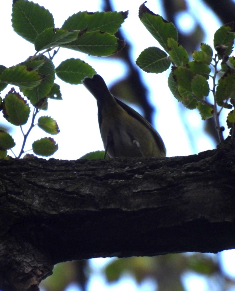 lesňáček rezavokorunkatý - ML645804261