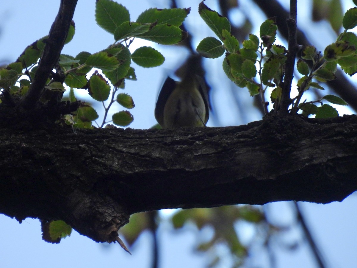 lesňáček rezavokorunkatý - ML645804262