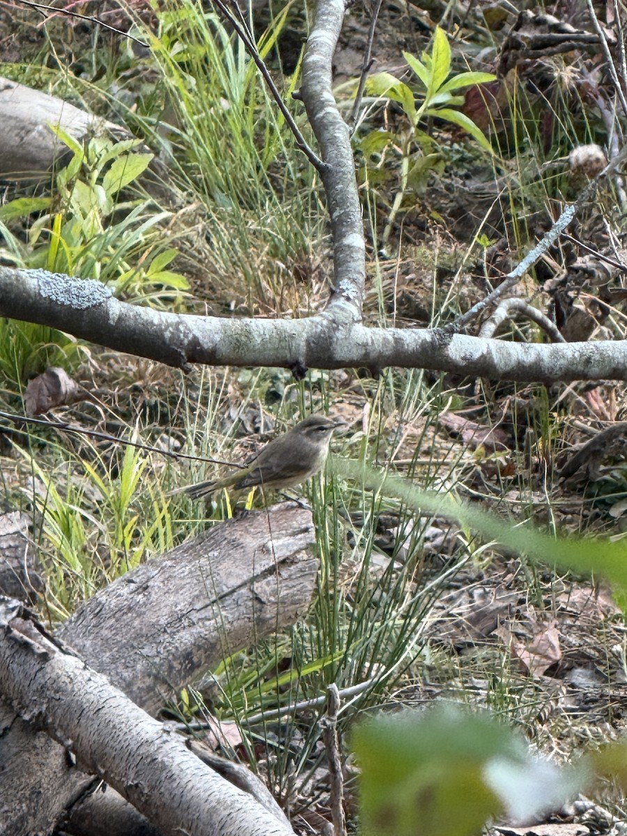Paruline à couronne rousse - ML645804263