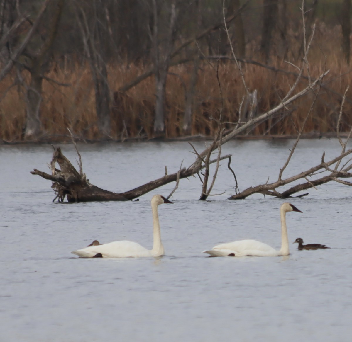 Cygne trompette - ML645804265