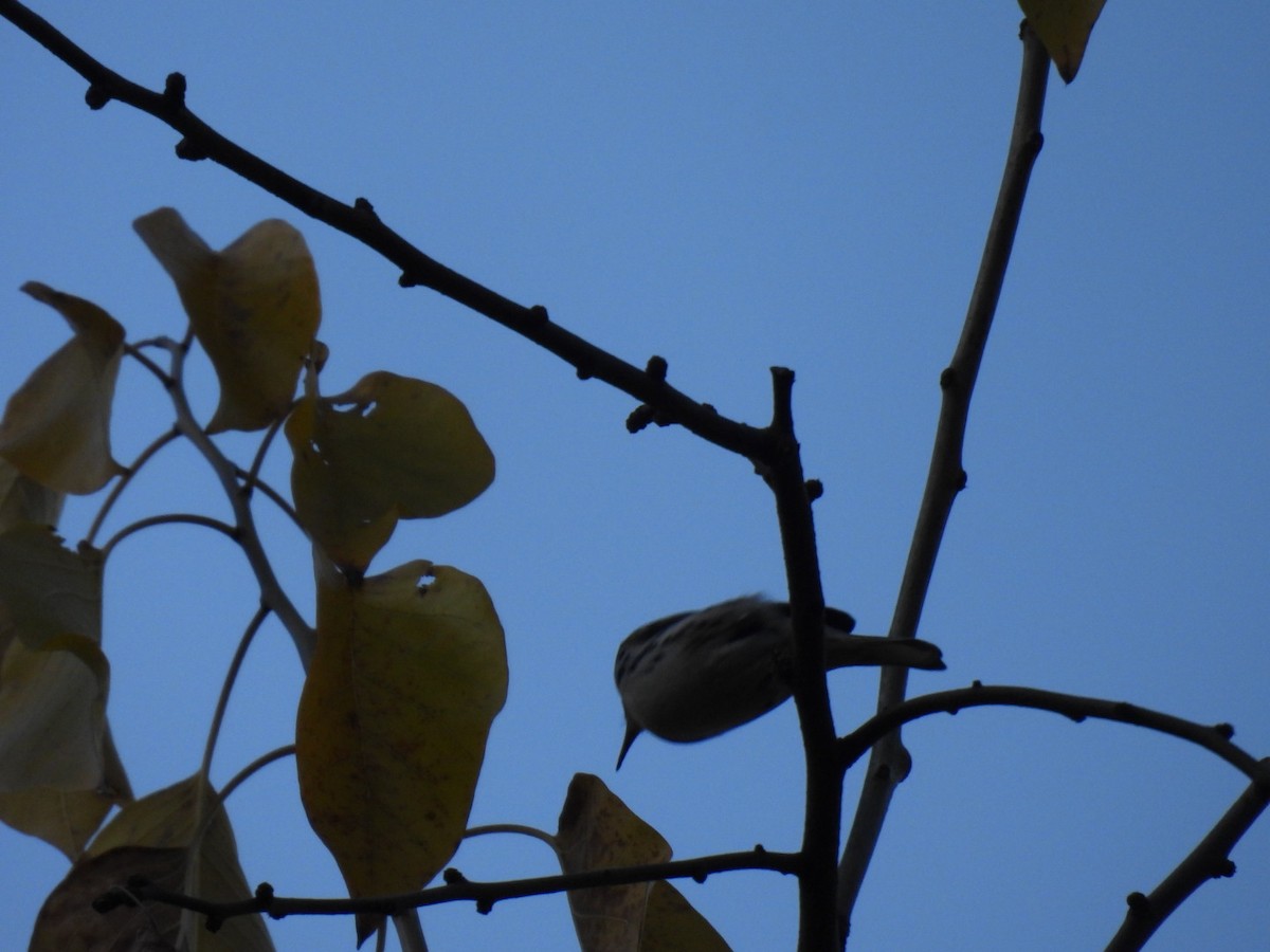 Yellow-throated Warbler - ML645804269
