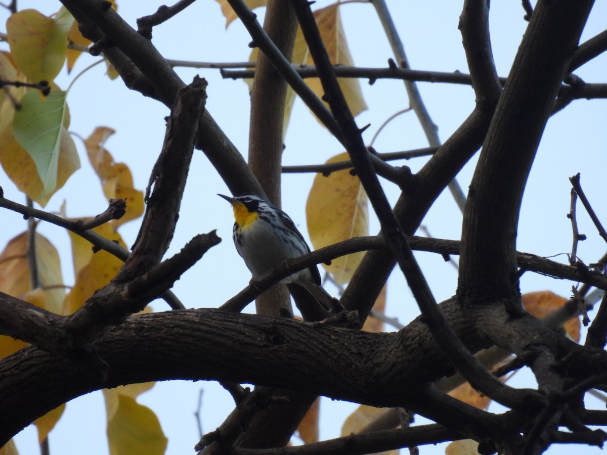Yellow-throated Warbler - ML645804272