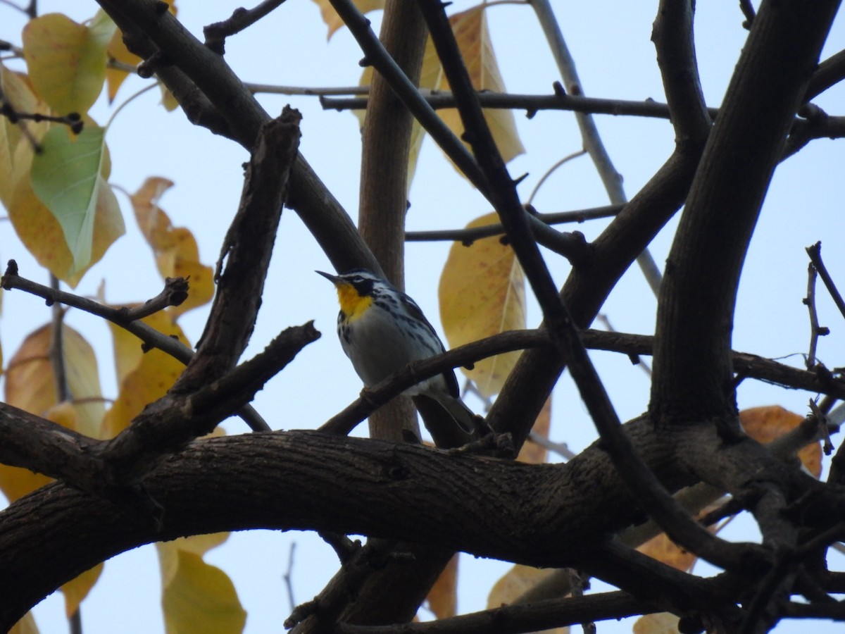Yellow-throated Warbler - ML645804273