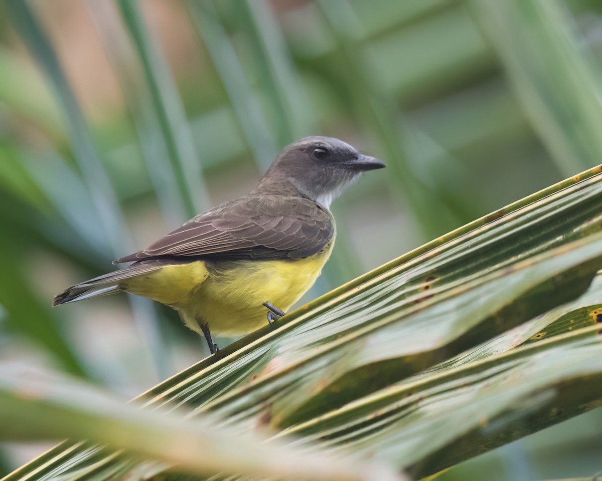 Tyran des palmiers - ML645804274