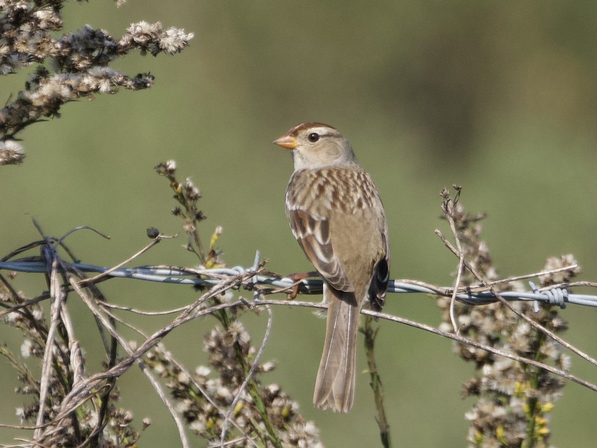 Bruant à couronne blanche - ML645804275