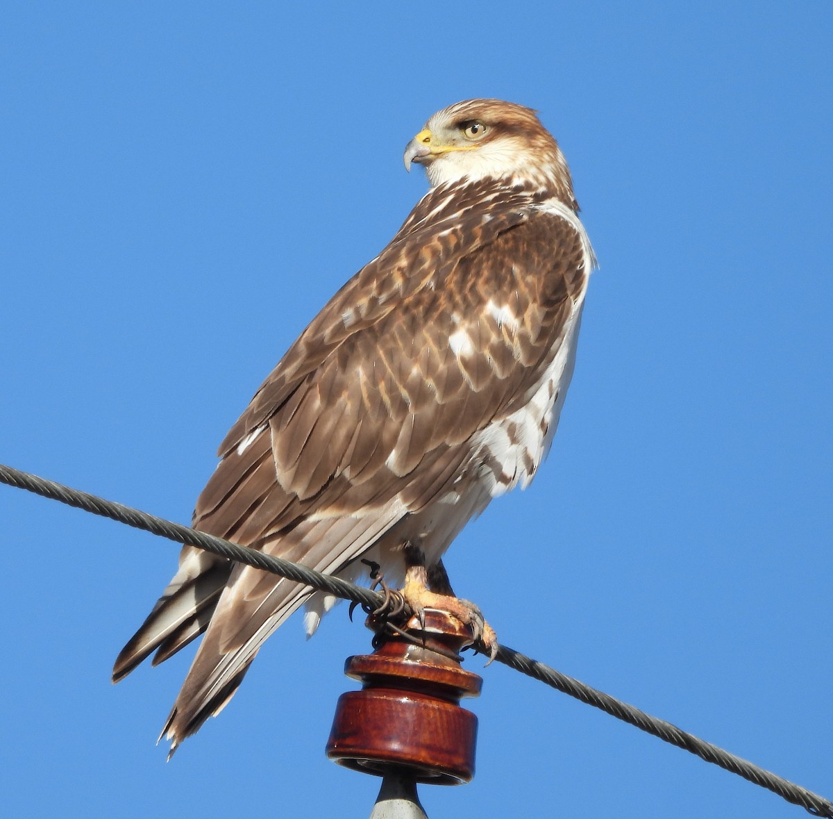 Buse rouilleuse - ML645804276