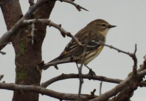 Paruline à croupion jaune - ML645804278