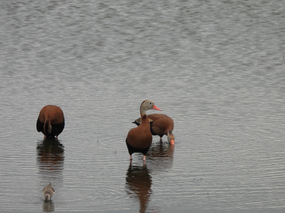 Dendrocygne à ventre noir (fulgens) - ML645804279