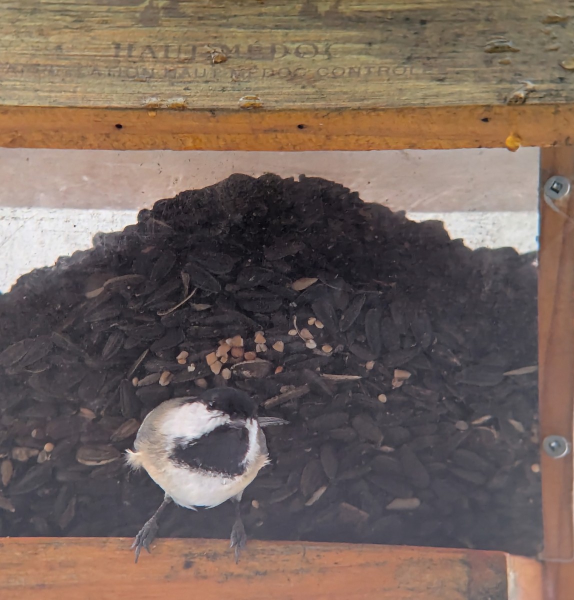 Mésange à tête noire - ML645804280