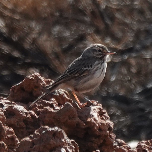 Pipit de Berthelot - ML645804281