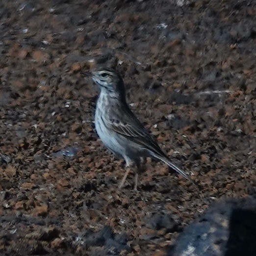 Pipit de Berthelot - ML645804282