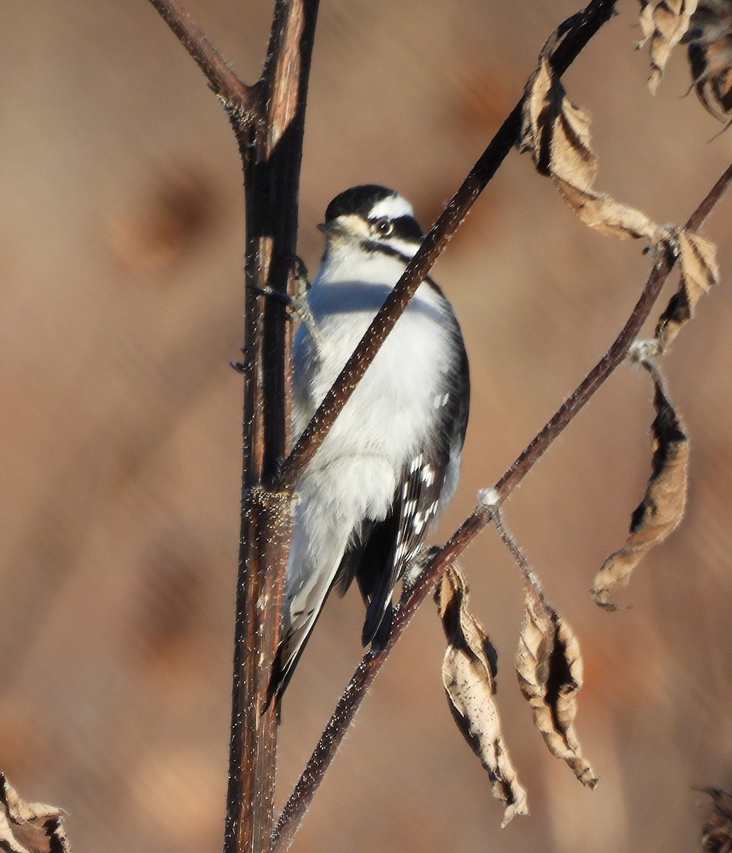 Pic mineur - ML645804283