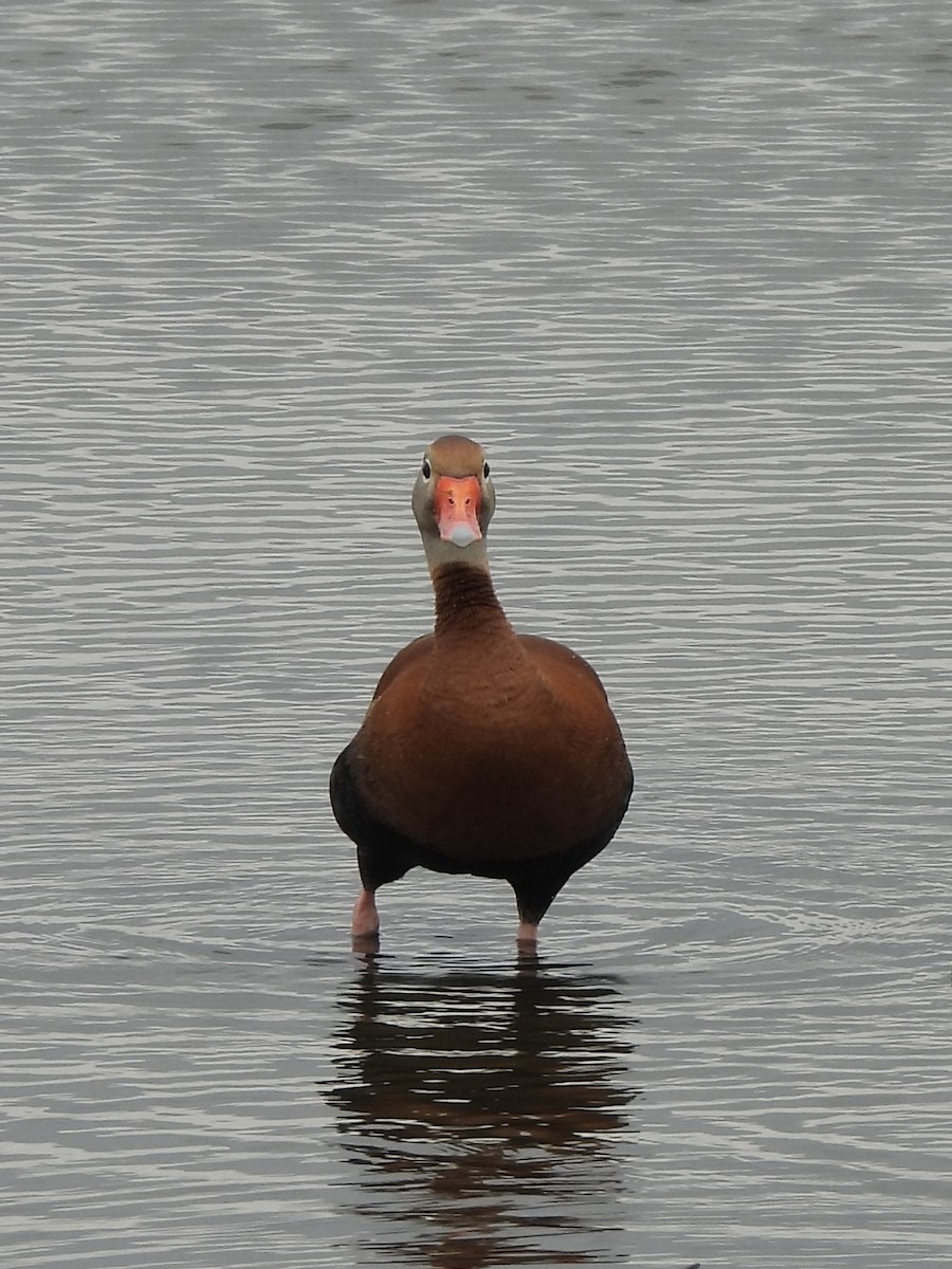Dendrocygne à ventre noir (fulgens) - ML645804284