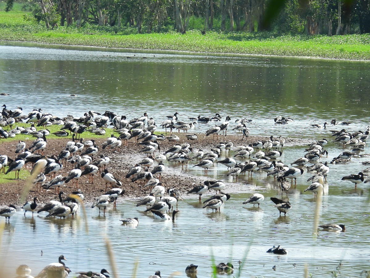 Canaroie semipalmée - ML645804285