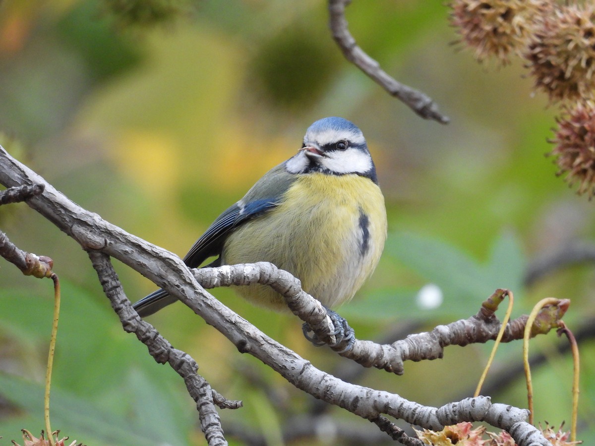 Mésange bleue - ML645804286
