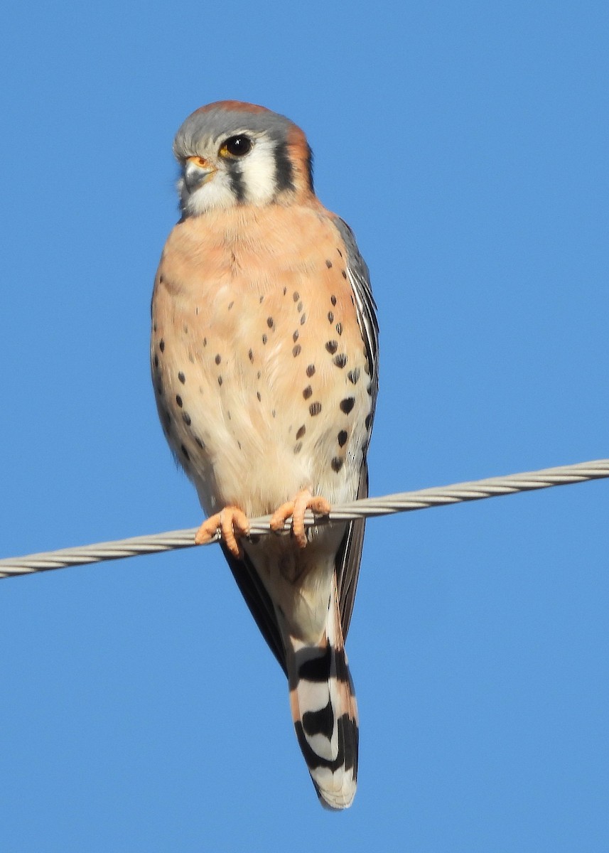 Crécerelle d'Amérique - ML645804287