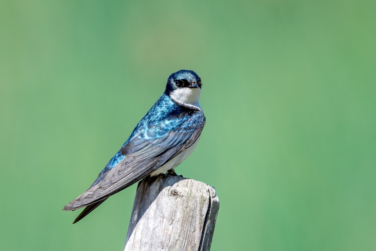 Hirondelle bicolore - ML645804289