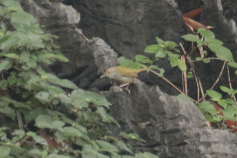 Couturière à longue queue - ML645804290