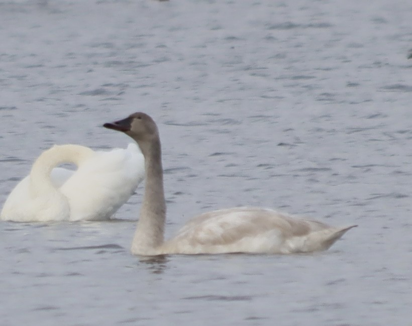 Cygne siffleur - ML645804291