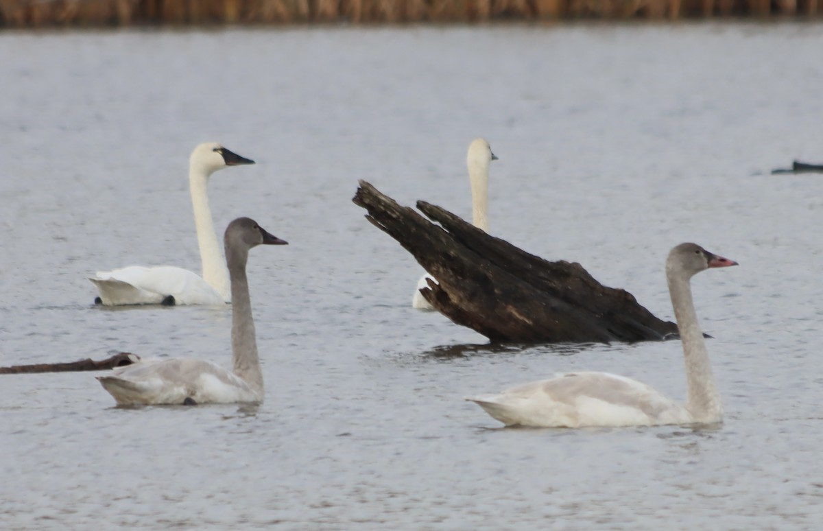 Cygne siffleur - ML645804292