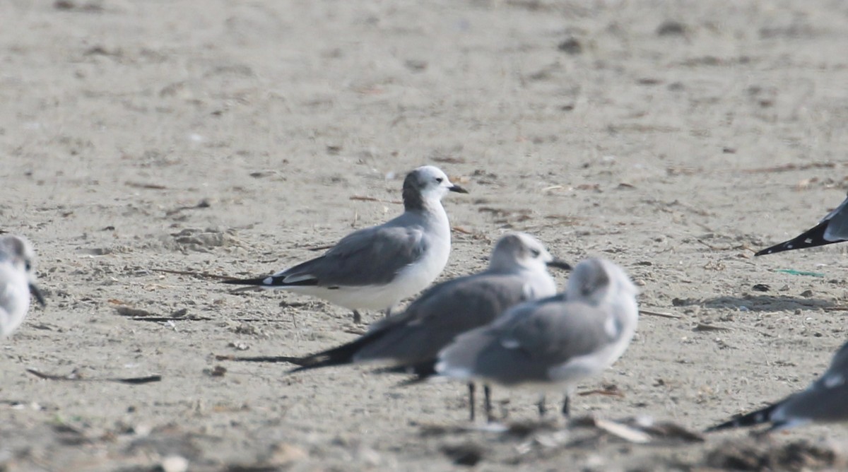 Sabine's Gull - ML645804297