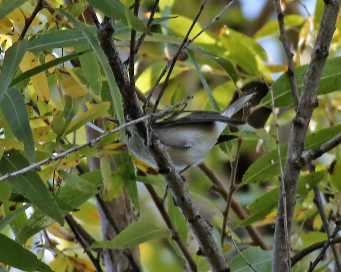 Chestnut-sided Warbler - ML645804310