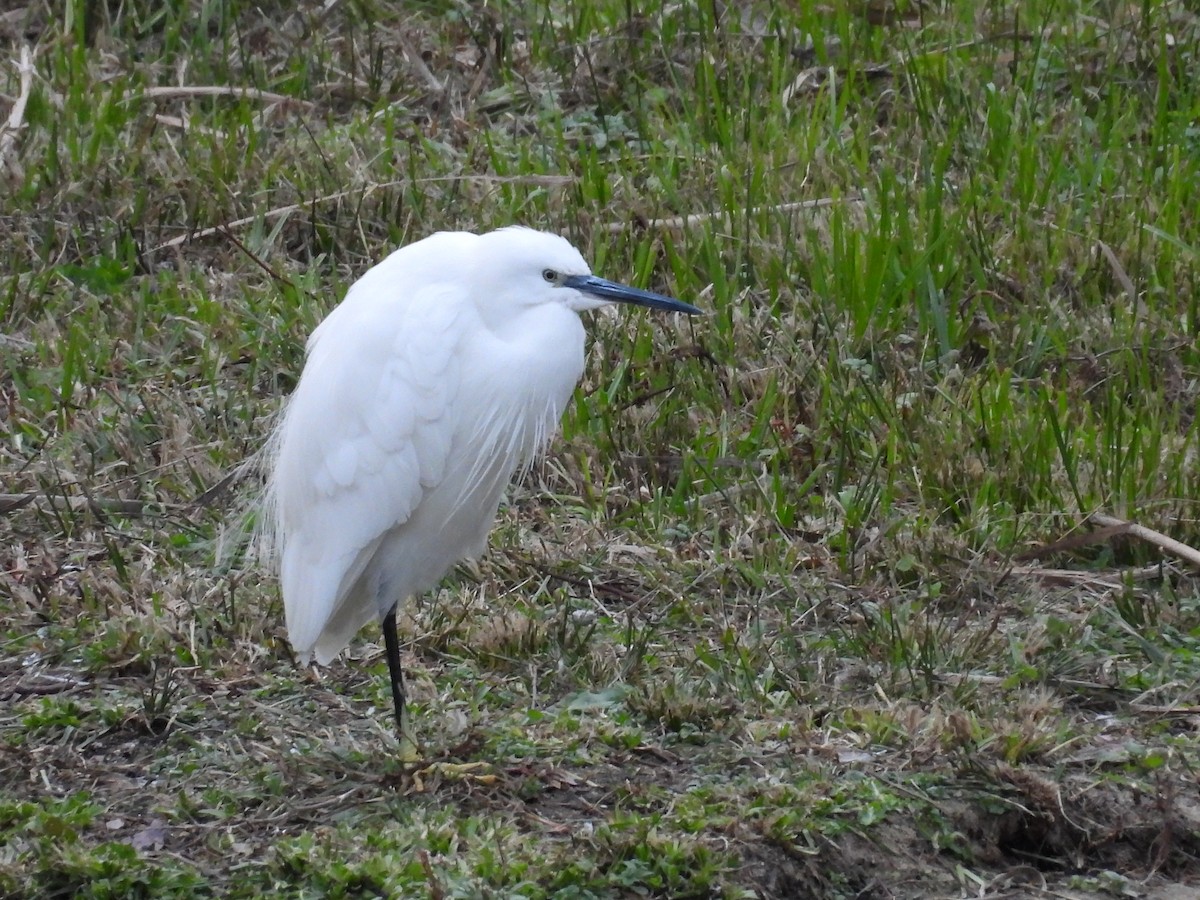 Little Egret - ML645804312