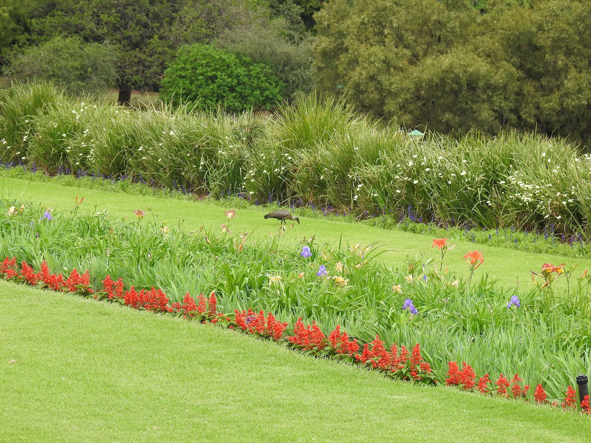 Hadada Ibis - ML645804314