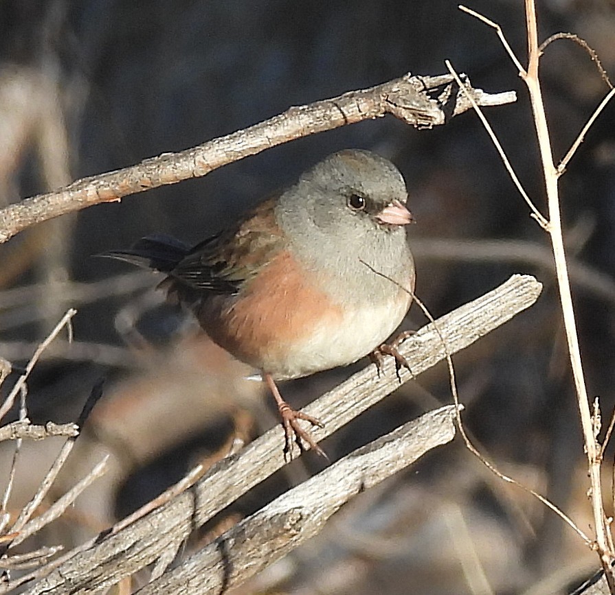 Dark-eyed Junco - ML645804320