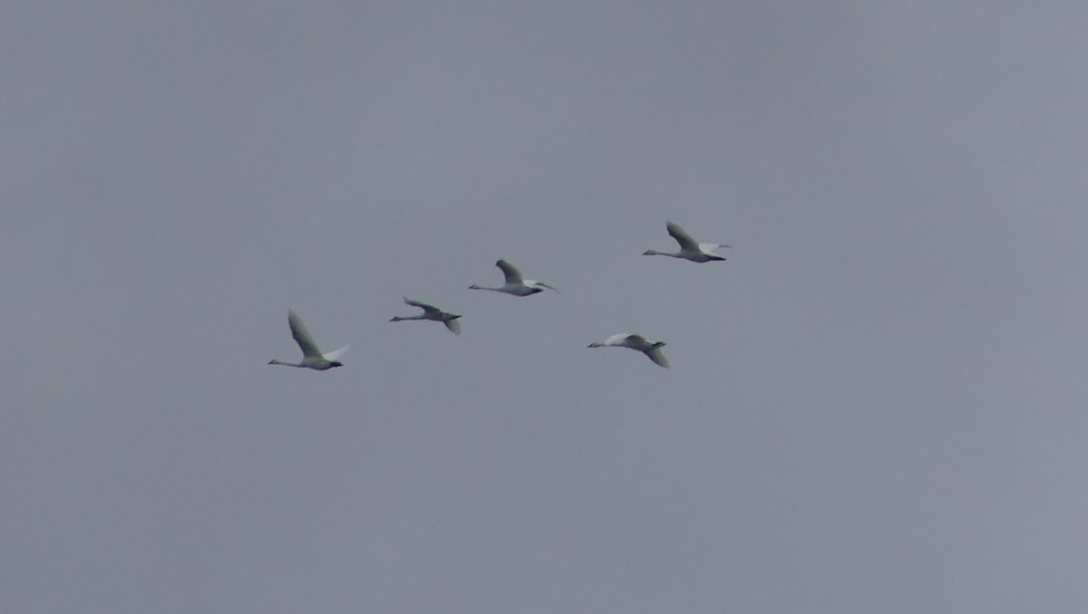 Trumpeter Swan - ML645804321