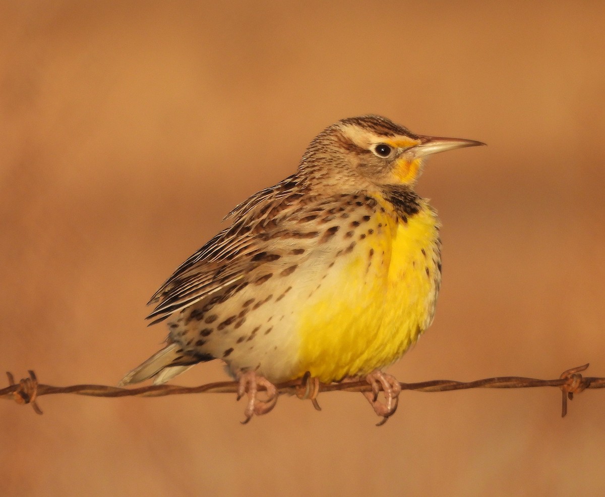 Western Meadowlark - ML645804325