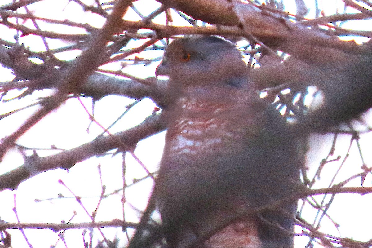 Rundschwanzhabicht - ML645804332