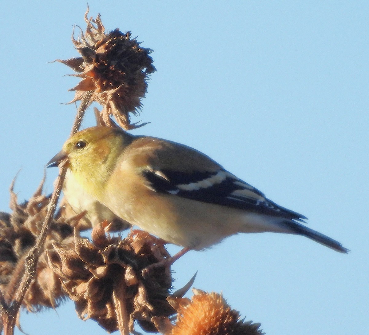 American Goldfinch - ML645804333