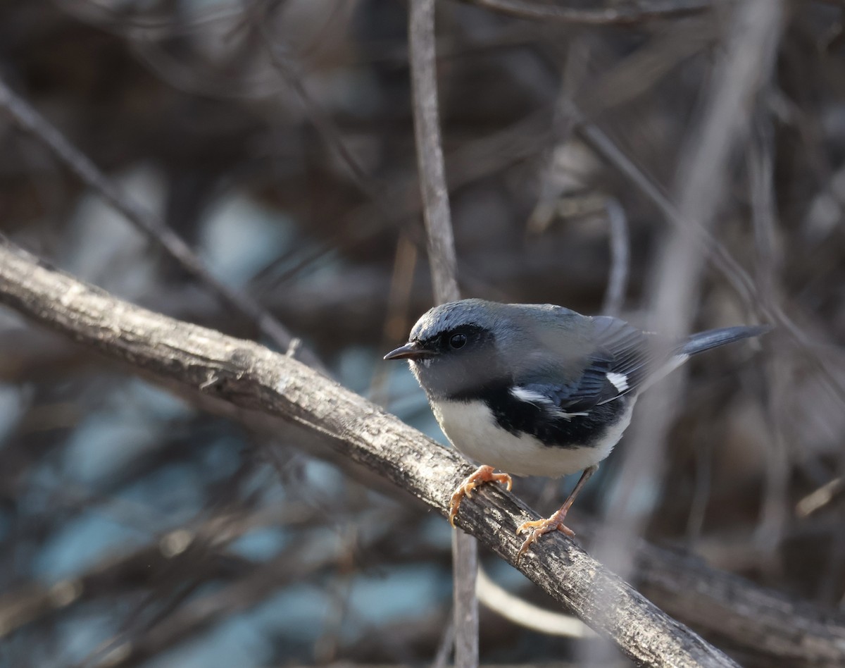 Black-throated Blue Warbler - ML645804335