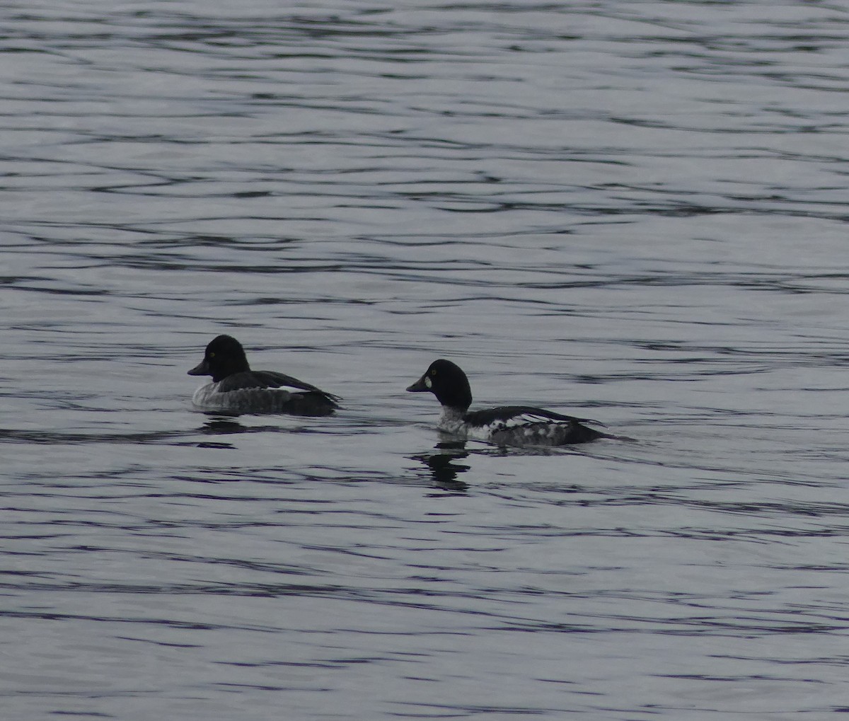 Common Goldeneye - ML645804336