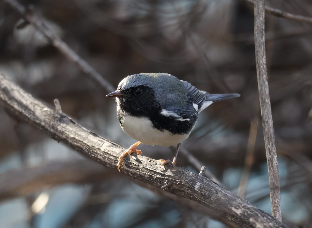 Black-throated Blue Warbler - ML645804337