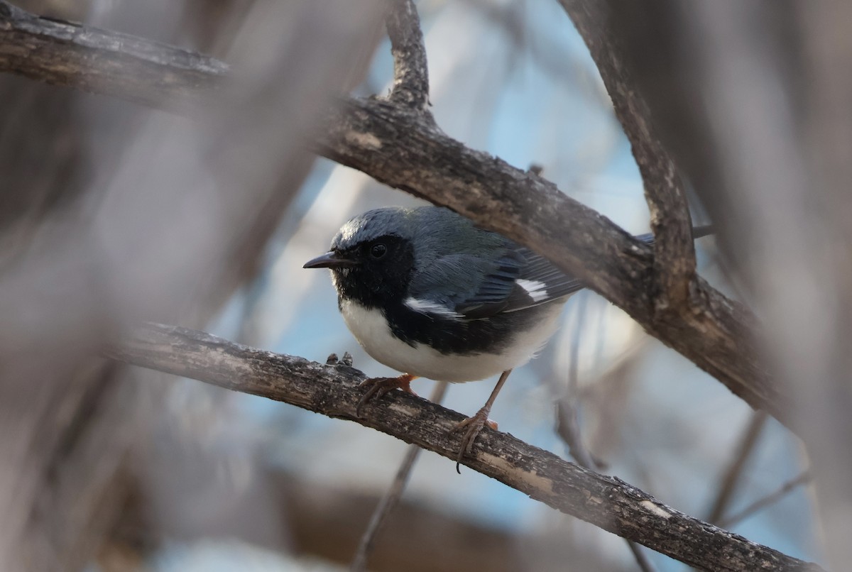 Black-throated Blue Warbler - ML645804338