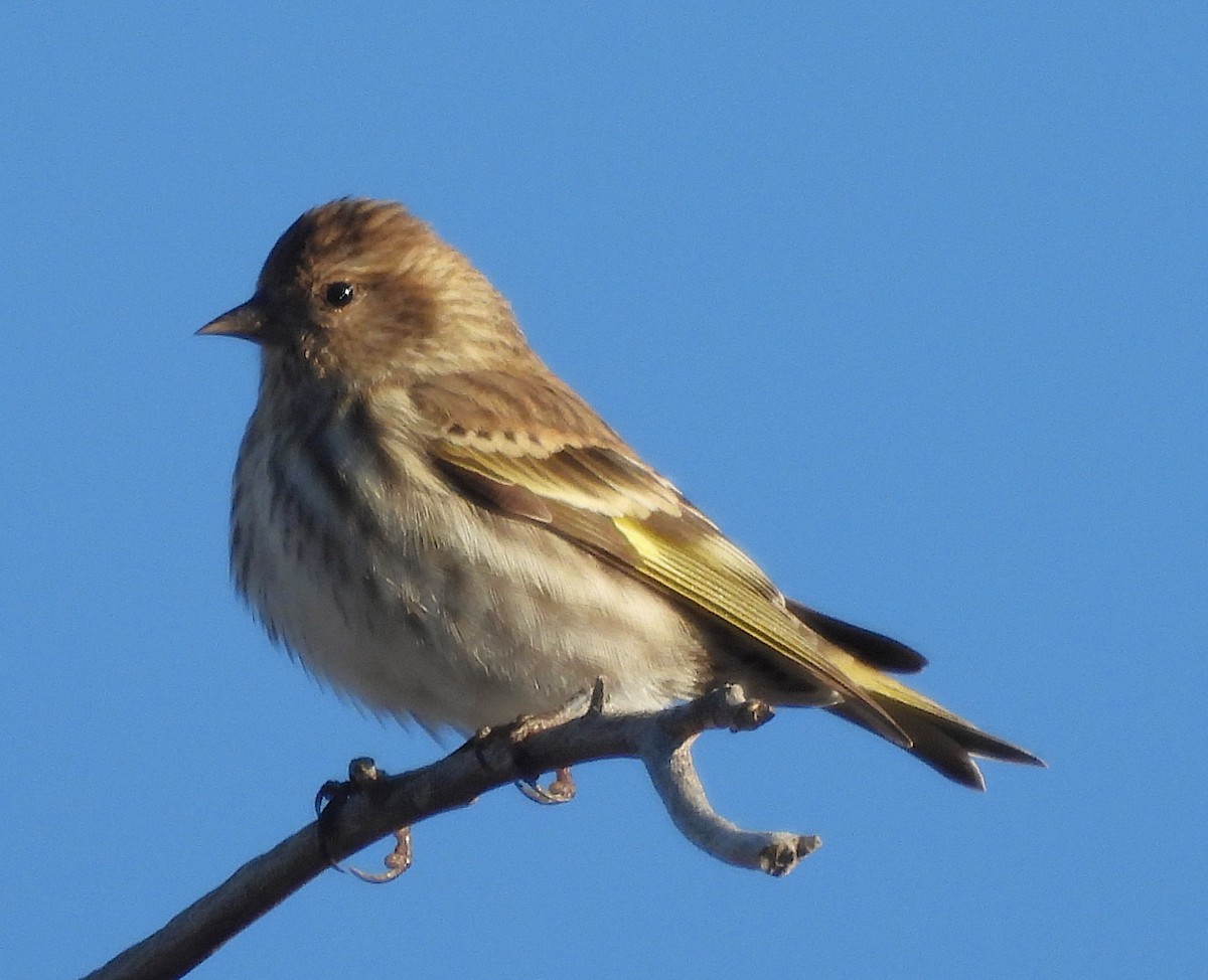Pine Siskin - ML645804339