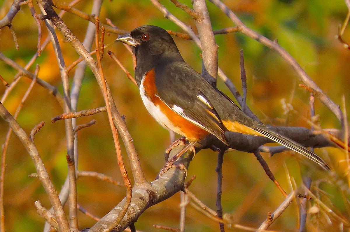 Rötelgrundammer - ML645804341