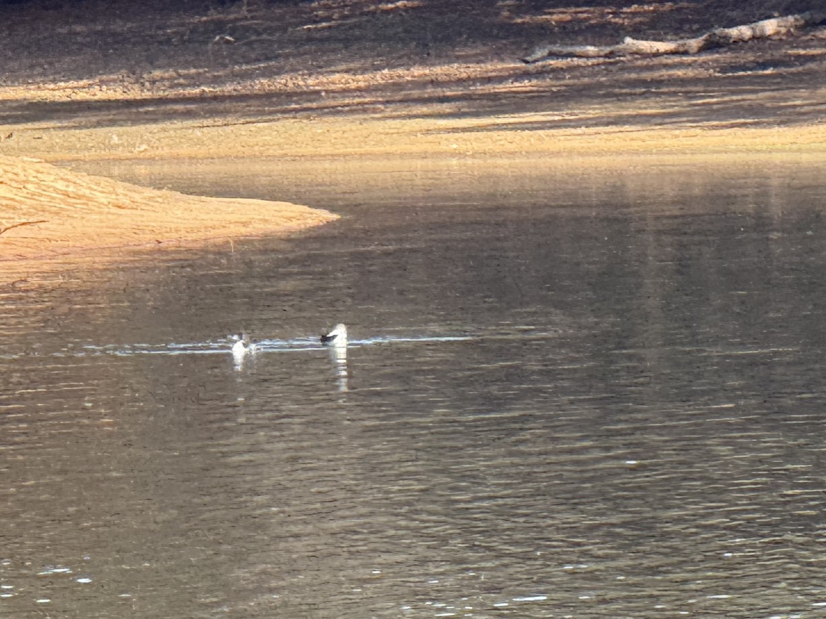 ハシグロアビ - ML645804342