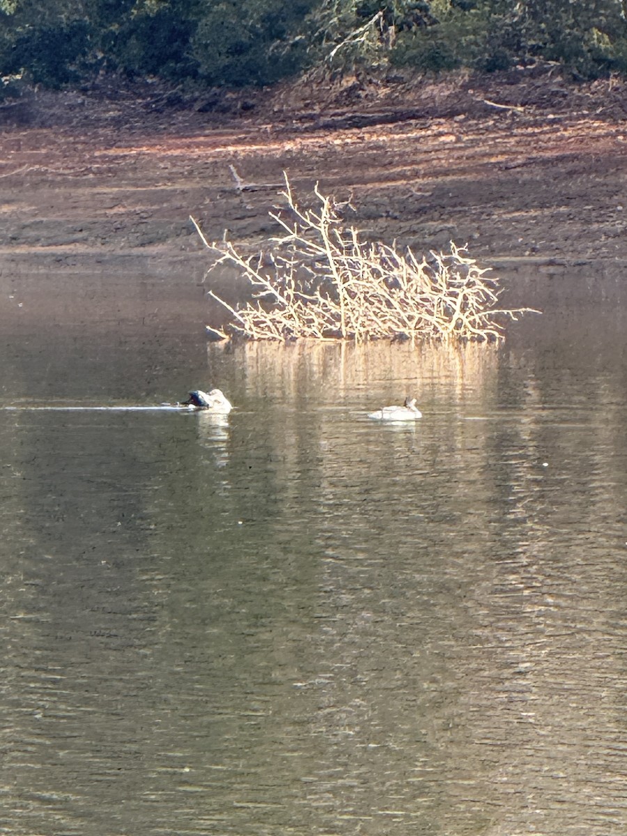 ハシグロアビ - ML645804343