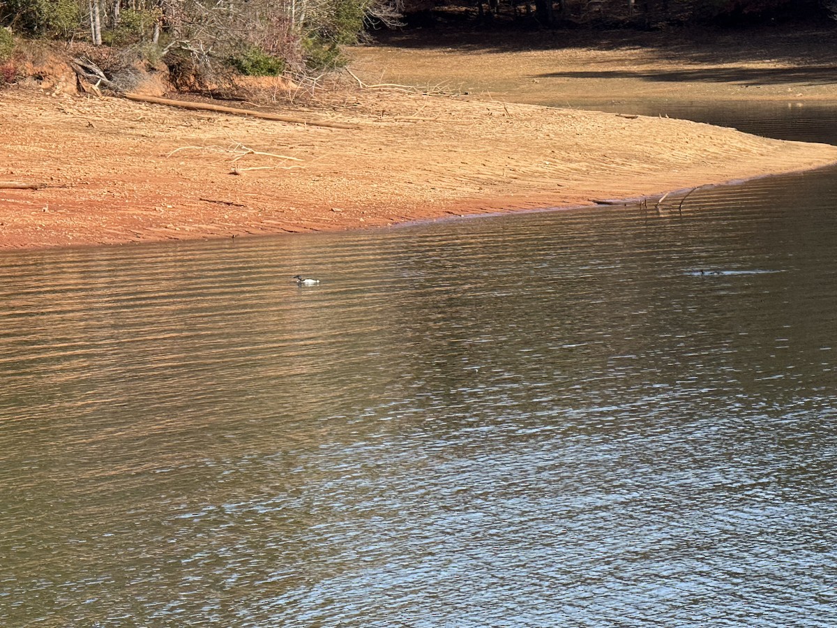 ハシグロアビ - ML645804344