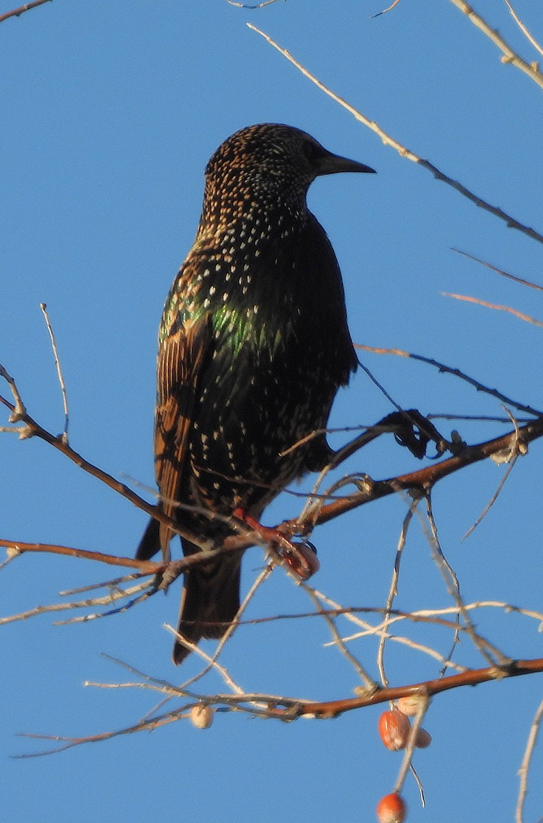 European Starling - ML645804346