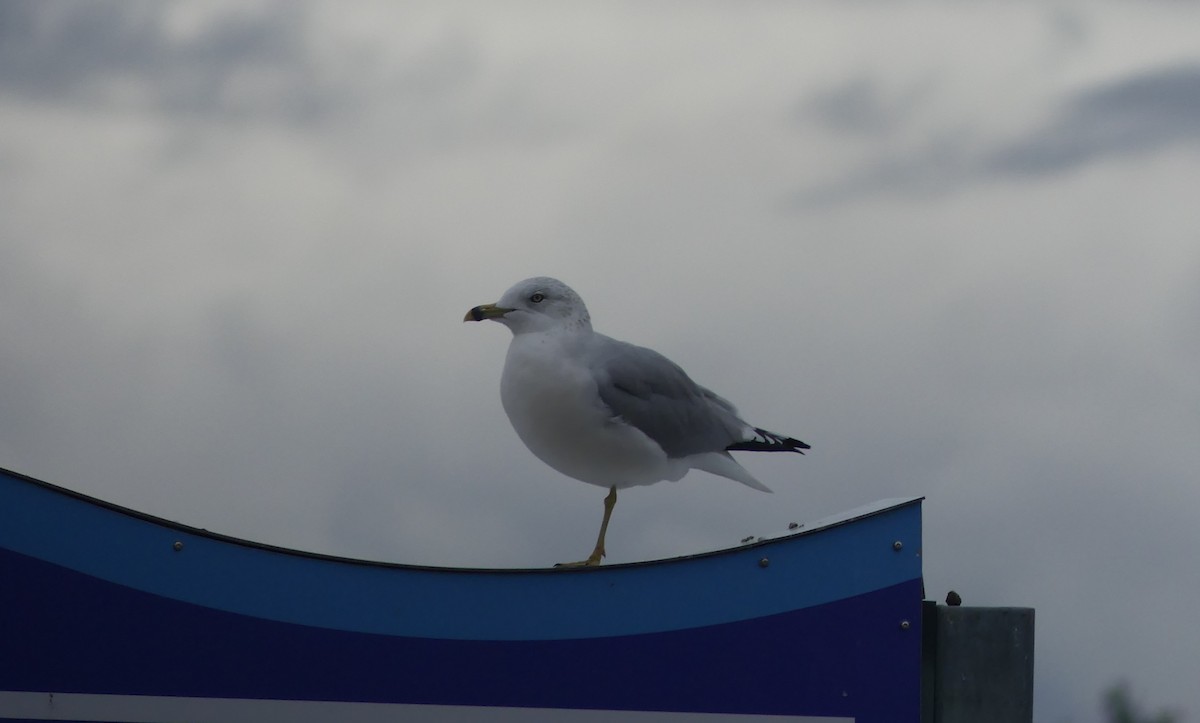 Ring-billed Gull - ML645804351