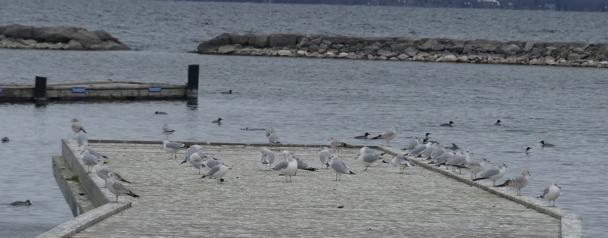 Ring-billed Gull - ML645804352