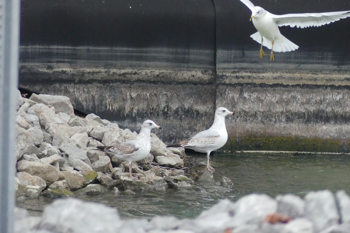 Ring-billed Gull - ML645804353