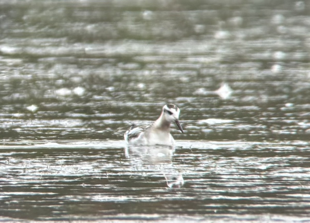 Red Phalarope - ML645804357