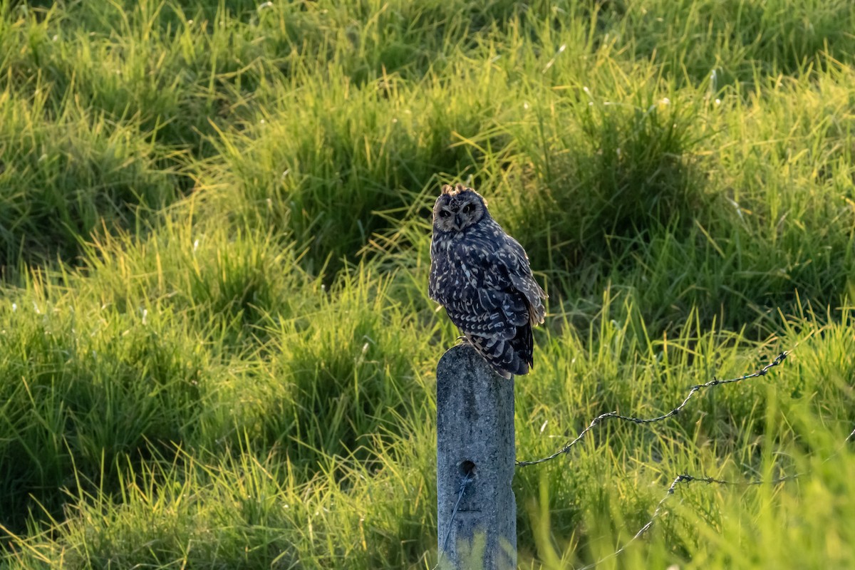 Short-eared Owl - ML645804370