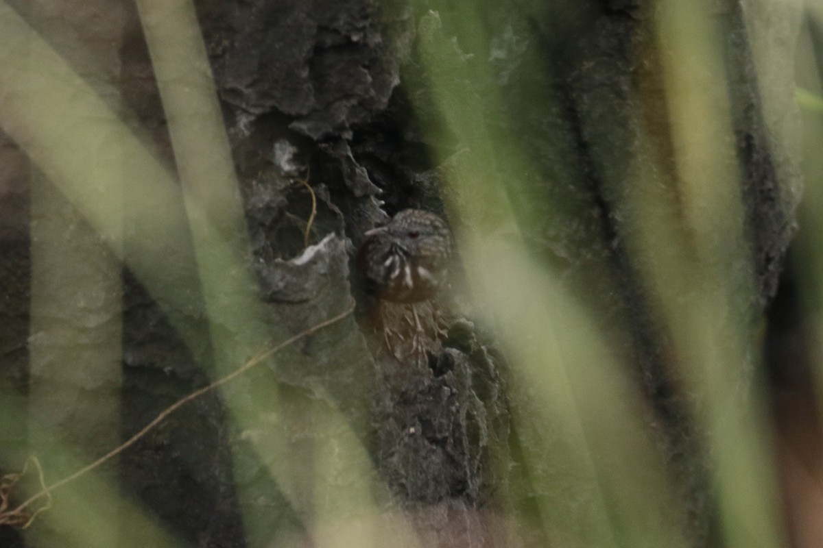 Annam Limestone Babbler - ML645804377